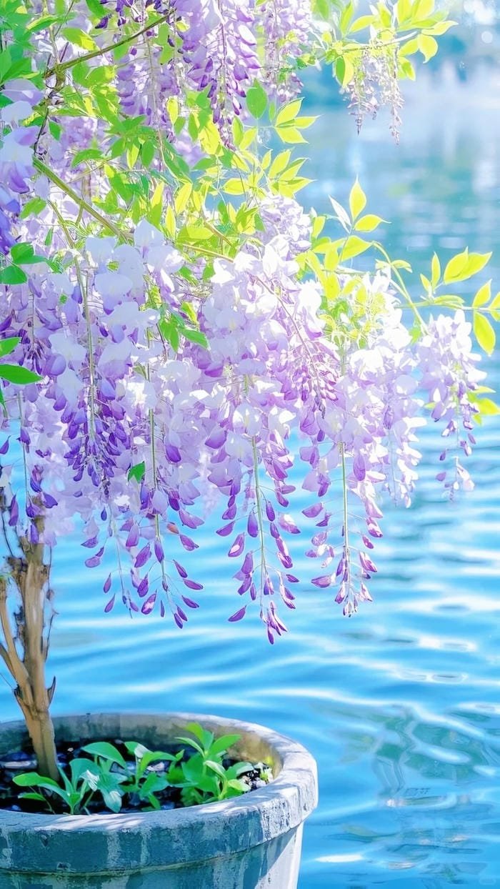 hình ảnh hoa tử đằng 5